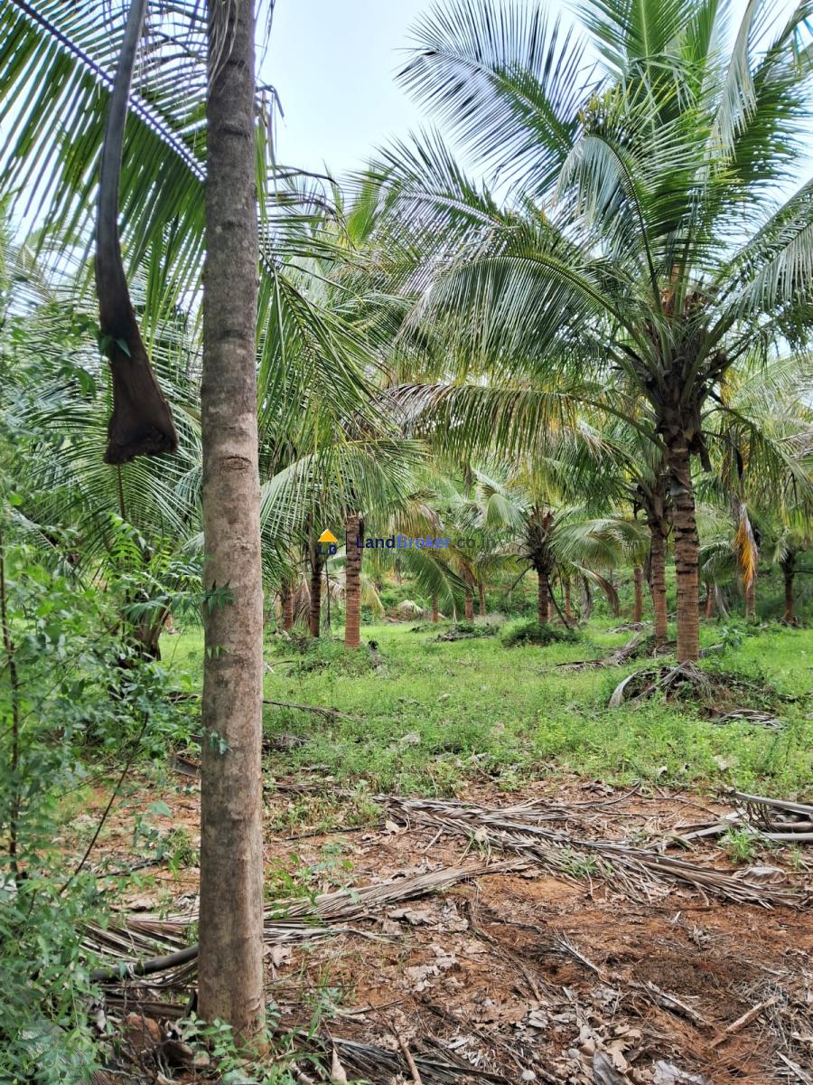 சேலம் மாவட்டம் - கெங்கவல்லி தாலுகா - தம்மம்பட்டியில் 10 ஏக்கர் விவசாய தோட்டம் விற்பனைக்கு - Image# 2