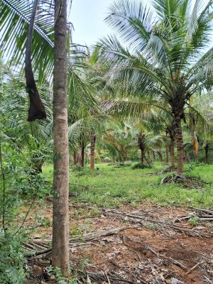 சேலம் மாவட்டம் - கெங்கவல்லி தாலுகா - தம்மம்பட்டியில் 10 ஏக்கர் விவசாய தோட்டம் விற்பனைக்கு - Image# 2
