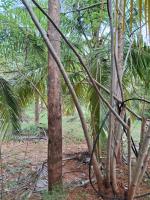 சேலம் மாவட்டம் - கெங்கவல்லி தாலுகா - தம்மம்பட்டியில் 10 ஏக்கர் விவசாய தோட்டம் விற்பனைக்கு - Image# 3