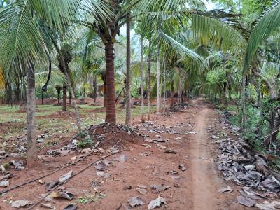 சேலம் மாவட்டம் - கெங்கவல்லி தாலுகா - தம்மம்பட்டியில் 10 ஏக்கர் விவசாய தோட்டம் விற்பனைக்கு - Image# 4
