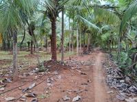 சேலம் மாவட்டம் - கெங்கவல்லி தாலுகா - தம்மம்பட்டியில் 10 ஏக்கர் விவசாய தோட்டம் விற்பனைக்கு - Image# 4