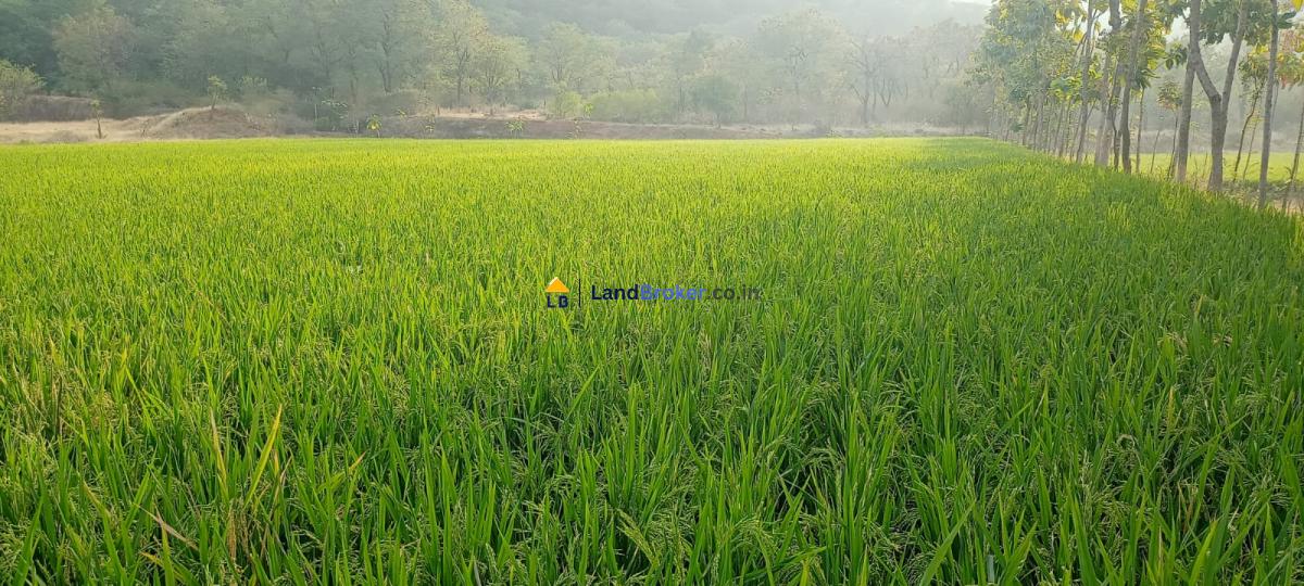 சேலம் மாவட்டம் - கெங்கவல்லி தாலுகா - தம்மம்பட்டியில் 10 ஏக்கர் விவசாய தோட்டம் விற்பனைக்கு - Image# 5