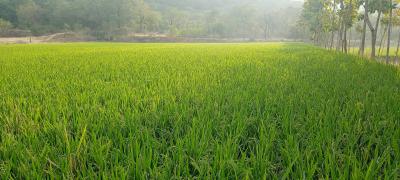 சேலம் மாவட்டம் - கெங்கவல்லி தாலுகா - தம்மம்பட்டியில் 10 ஏக்கர் விவசாய தோட்டம் விற்பனைக்கு - Image# 5