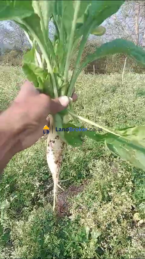 2 Acre Agricultural/Farm Land for Sale in Haasanur, Thalavadi, Erode District - Image# 3