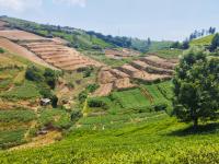 ஊட்டி (நீலகரி)-யில் 11 ஏக்கர் தோட்டம் டீ எஸ்டேட் உடன் சேர்ந்து விற்பனைக்கு - Image# 2