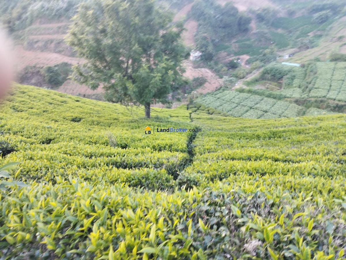 ஊட்டி (நீலகரி)-யில் 11 ஏக்கர் தோட்டம் டீ எஸ்டேட் உடன் சேர்ந்து விற்பனைக்கு - Image# 3