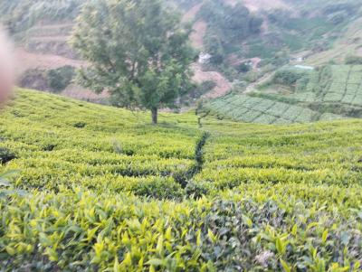 ஊட்டி (நீலகரி)-யில் 11 ஏக்கர் தோட்டம் டீ எஸ்டேட் உடன் சேர்ந்து விற்பனைக்கு - Image# 3