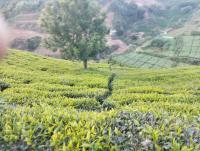 ஊட்டி (நீலகரி)-யில் 11 ஏக்கர் தோட்டம் டீ எஸ்டேட் உடன் சேர்ந்து விற்பனைக்கு - Image# 3