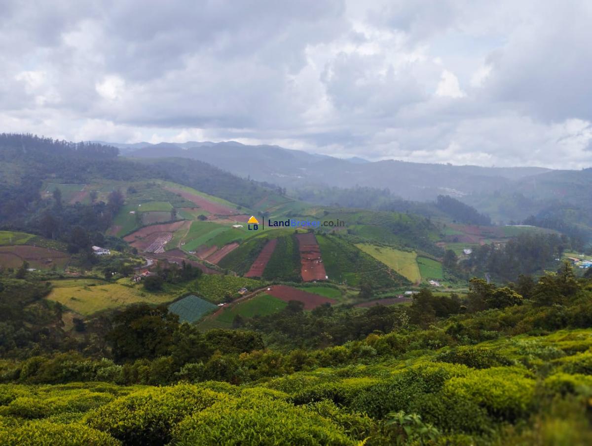 ஊட்டி (நீலகரி)-யில் 11 ஏக்கர் தோட்டம் டீ எஸ்டேட் உடன் சேர்ந்து விற்பனைக்கு - Image# 4