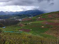 ஊட்டி (நீலகரி)-யில் 11 ஏக்கர் தோட்டம் டீ எஸ்டேட் உடன் சேர்ந்து விற்பனைக்கு - Image# 5