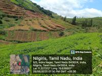 ஊட்டி (நீலகரி)-யில் 11 ஏக்கர் தோட்டம் டீ எஸ்டேட் உடன் சேர்ந்து விற்பனைக்கு - Image# 1